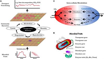 Climate-Driven Legacies in Simulated Microbial Communities Alter Litter Decomposition Rates